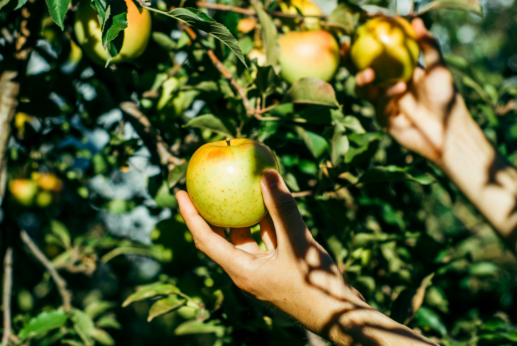 A person picking an apple from a tree, with sunlight filtering through the leaves.