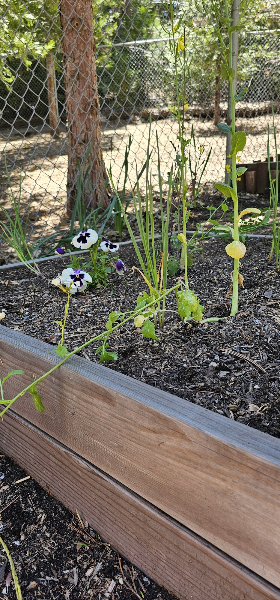 Garden bed with young plants, including purple and white pansies.