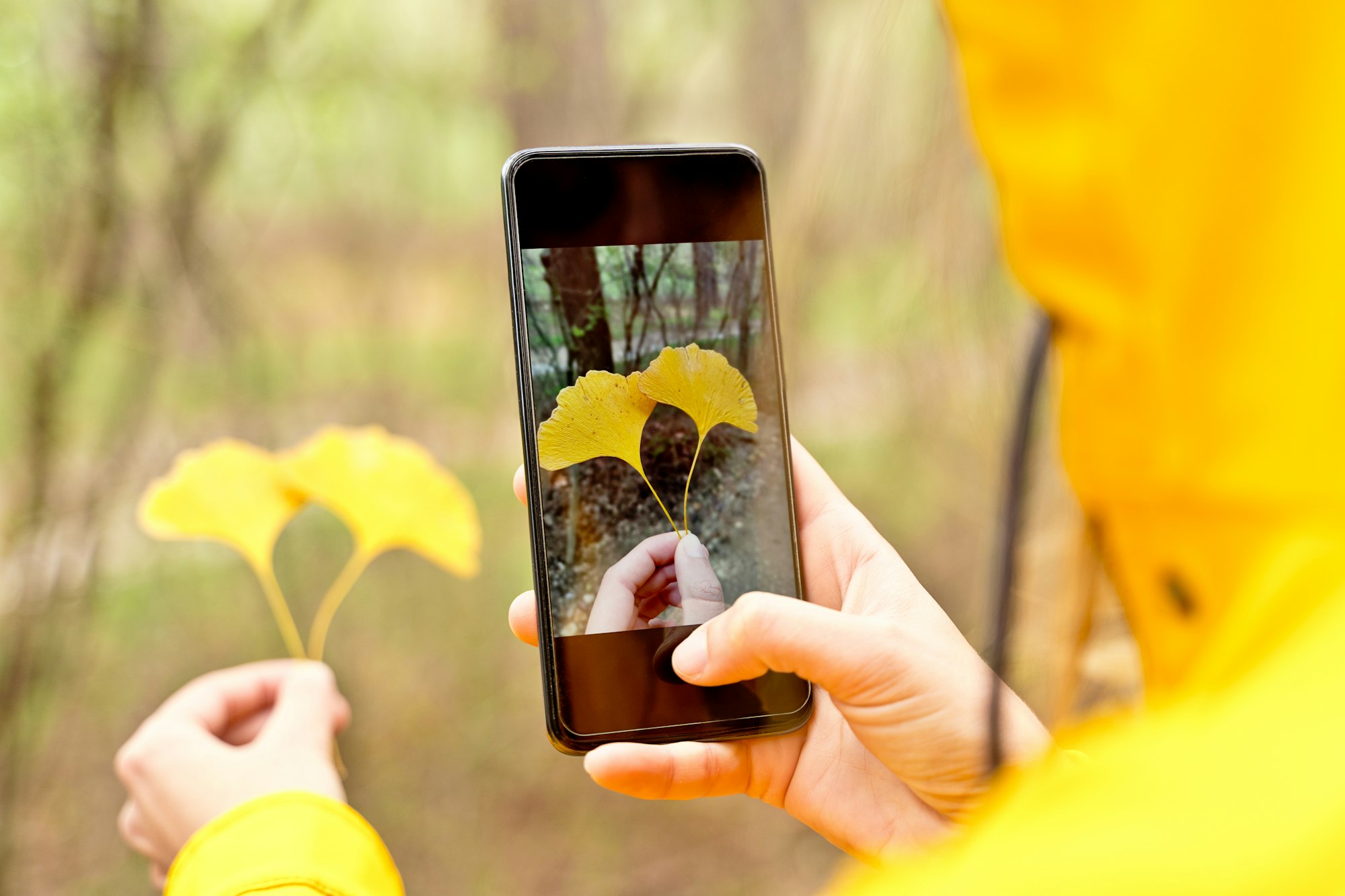 Person in a yellow jacket taking a photo of yellow leaves with a smartphone, creating an illusion.