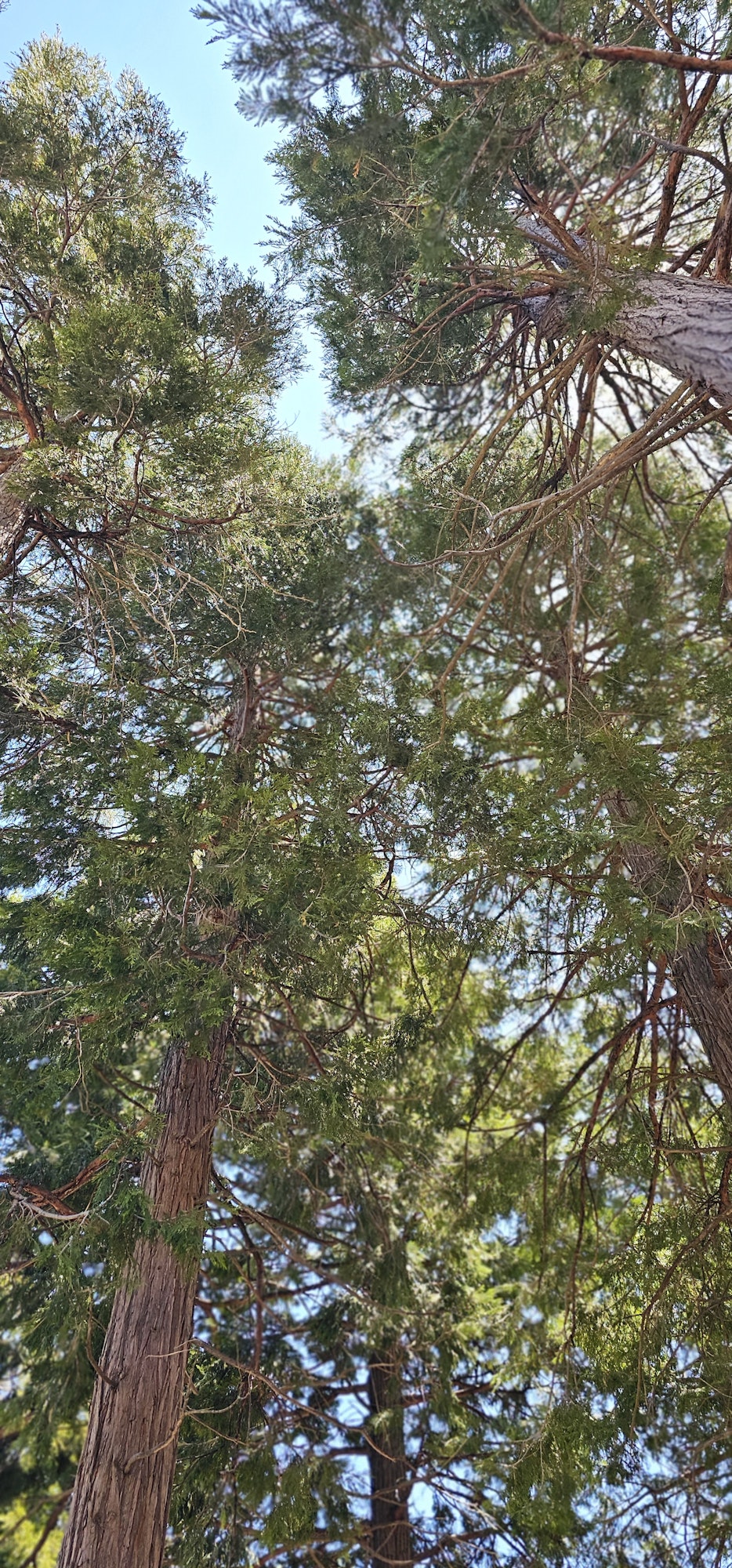 Looking up at tall trees with dense green foliage against a blue sky.