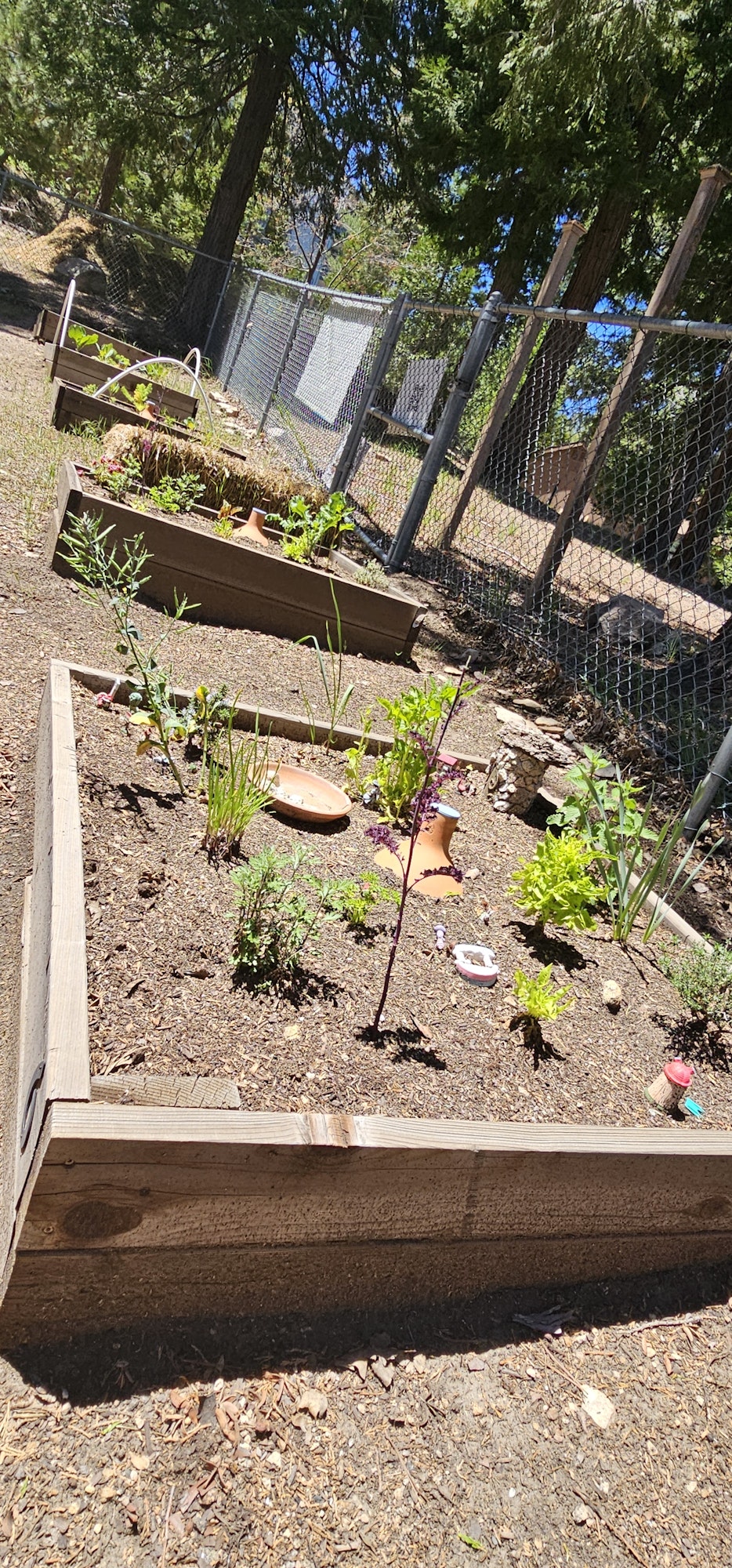 Raised garden beds with various plants and herbs, surrounded by a chain-link fence and trees.