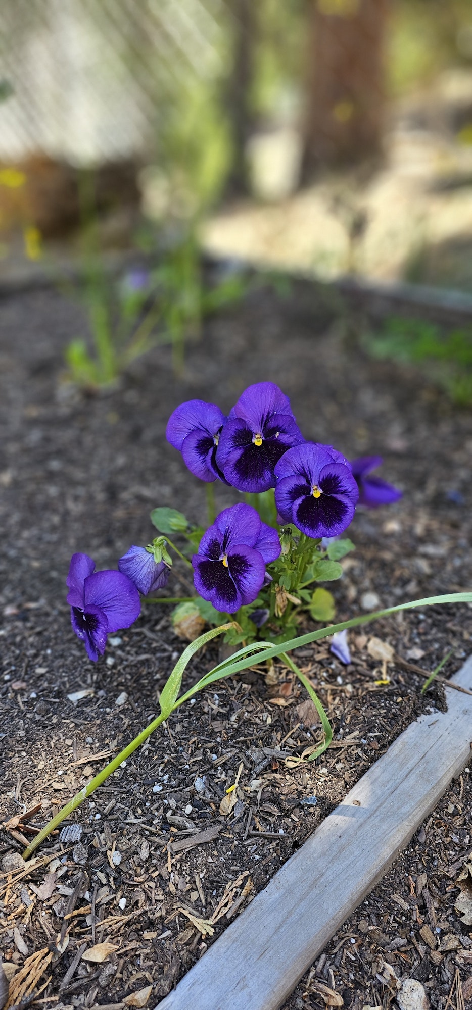 Purple flowers with dark centers in a garden bed.