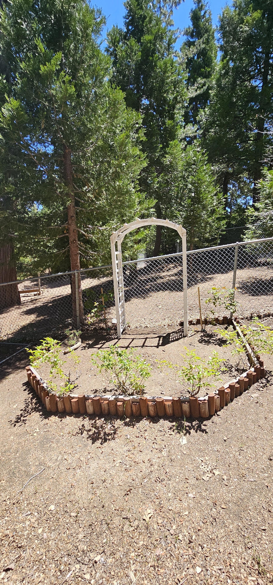 A small garden area with young plants, surrounded by a wooden border and chain-link fence, with trees in the background.