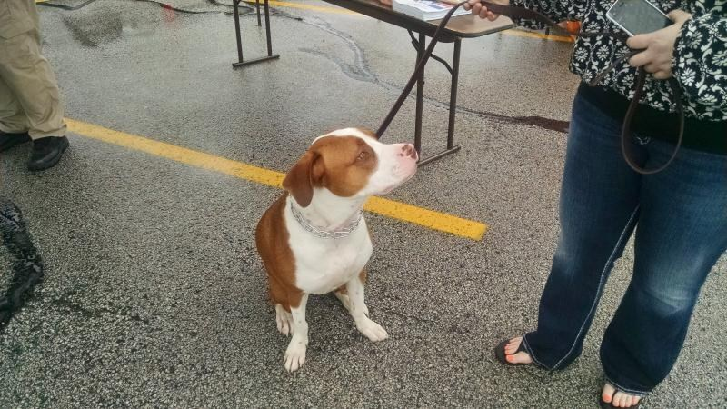 A brown and white dog on a leash sits on a wet pavement near a person holding a phone.