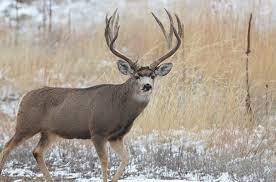 A deer with large antlers stands in a snowy, grassy landscape.