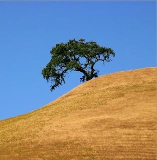 May contain: tree, oak, sycamore, plant, slope, grassland, outdoors, nature, and field