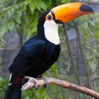 A toucan perched on a branch, showcasing its large, colorful beak.