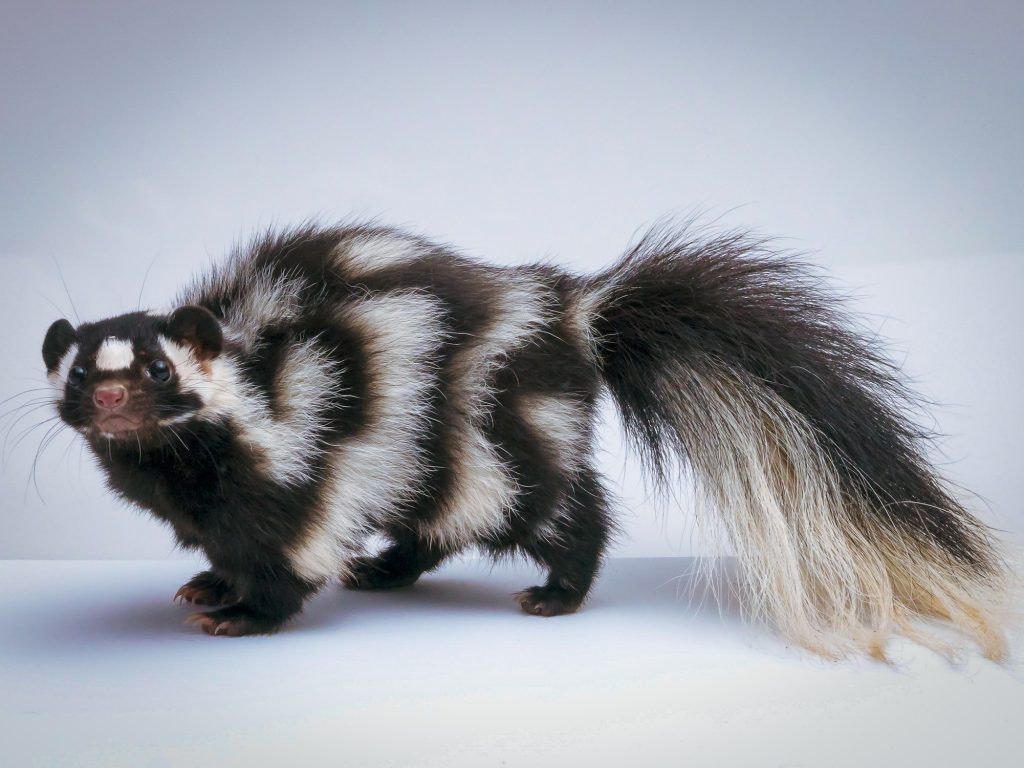 A fluffy-tailed spotted skunk stands alert on a white background.