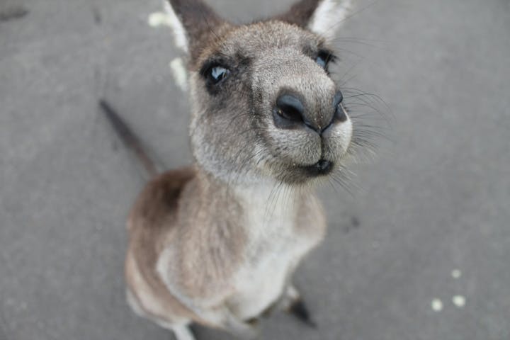 A close-up of a curious kangaroo looking directly at the camera against a gray surface.