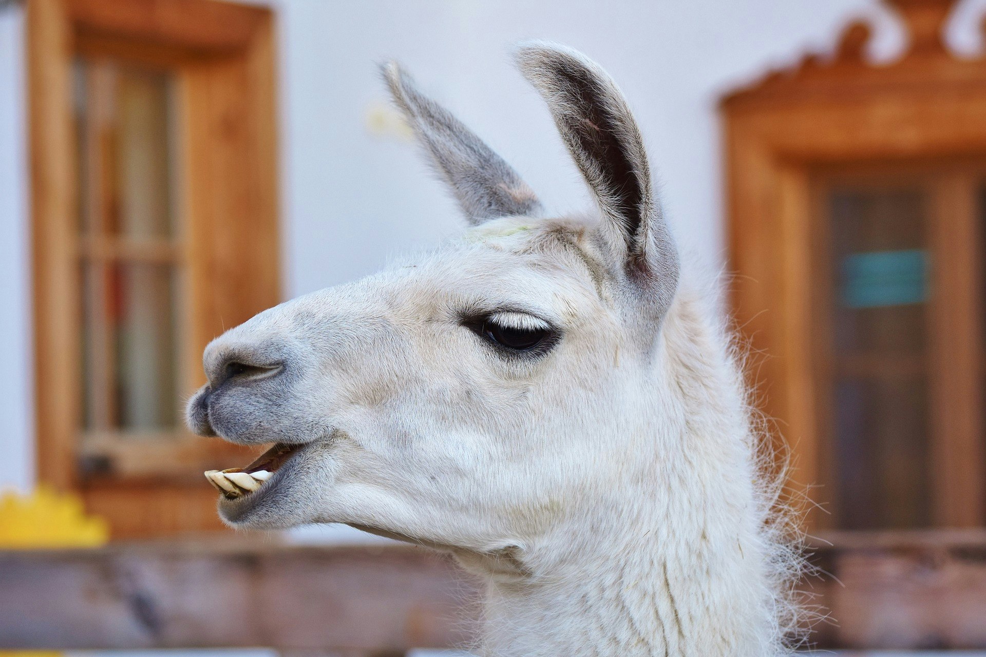 Close-up of a white llama's head with visible teeth, against a background with a wooden window.