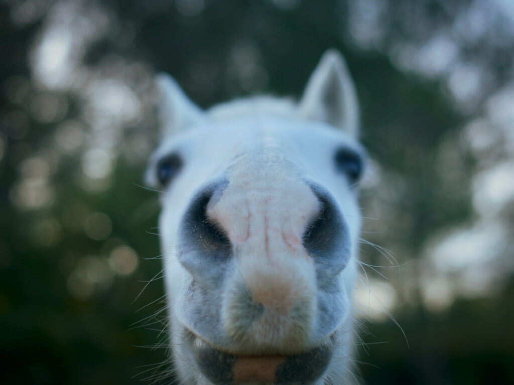 Close-up of a white horse's snout with a bokeh background.