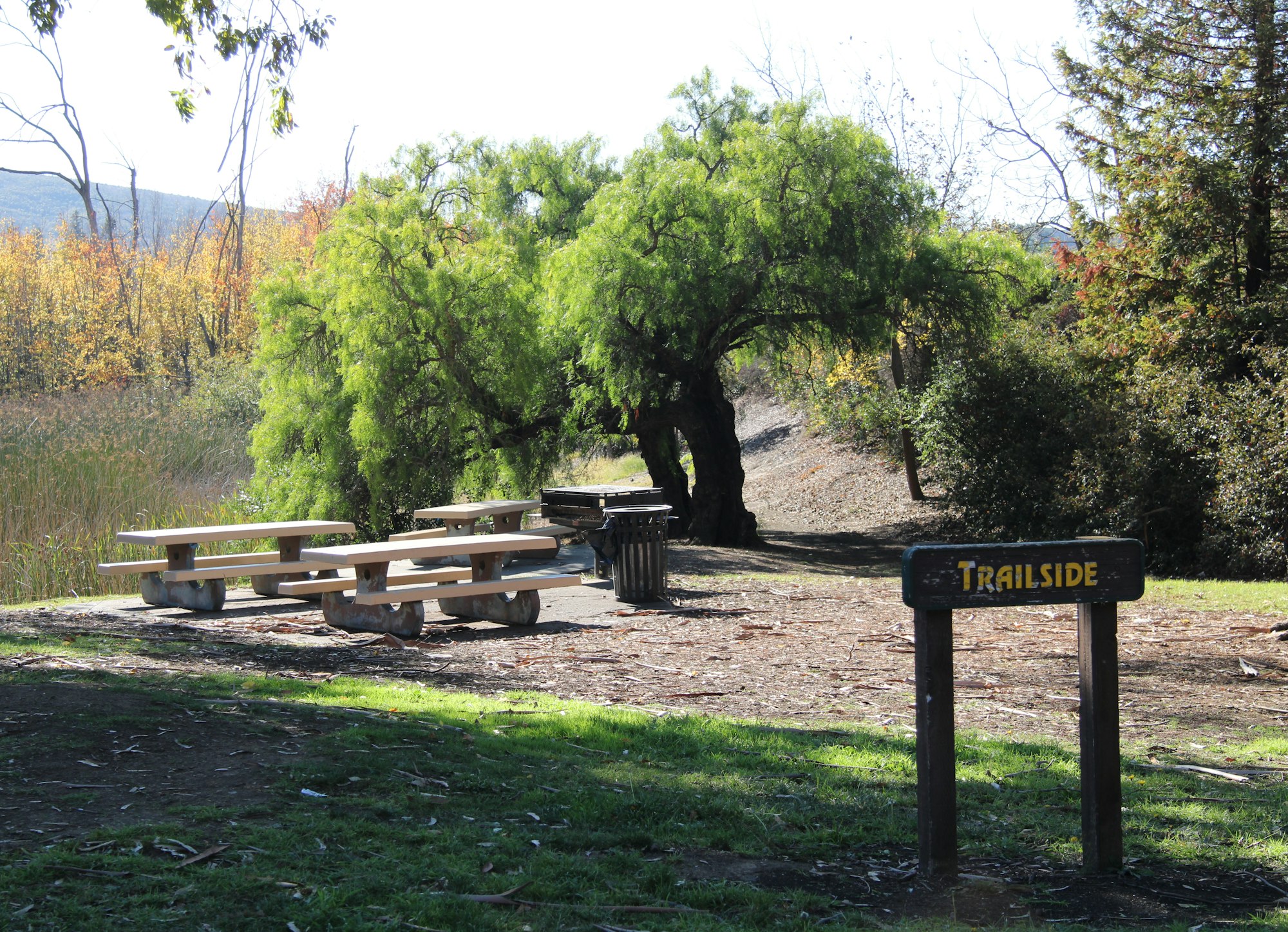 May contain: plant, tree, bench, furniture, tree trunk, desk, table, grass, nature, outdoors, park, and wood
