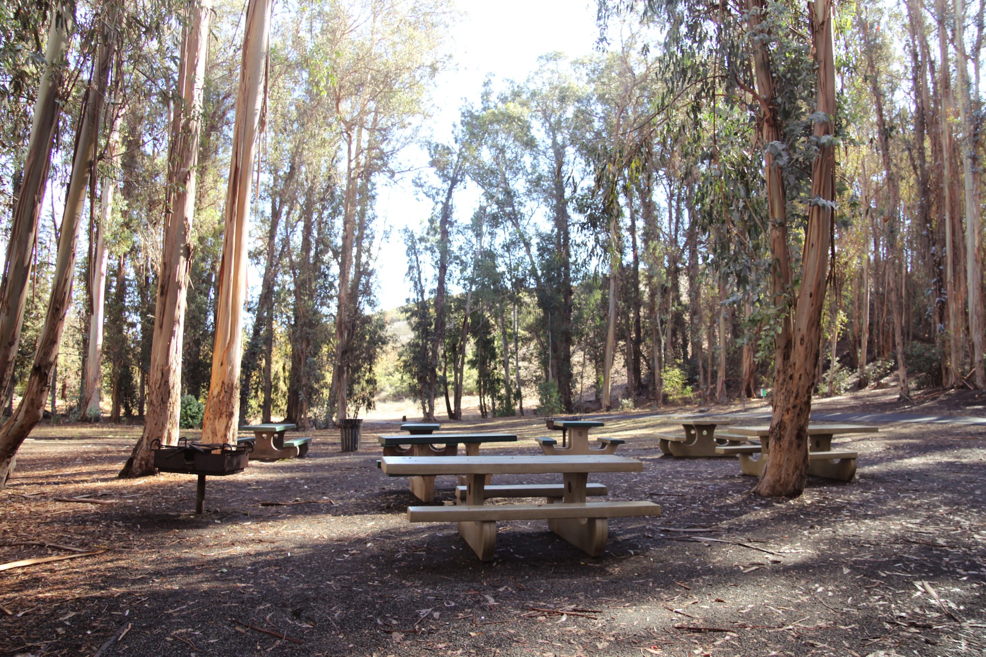 Wooded park area with picnic tables and tall trees.