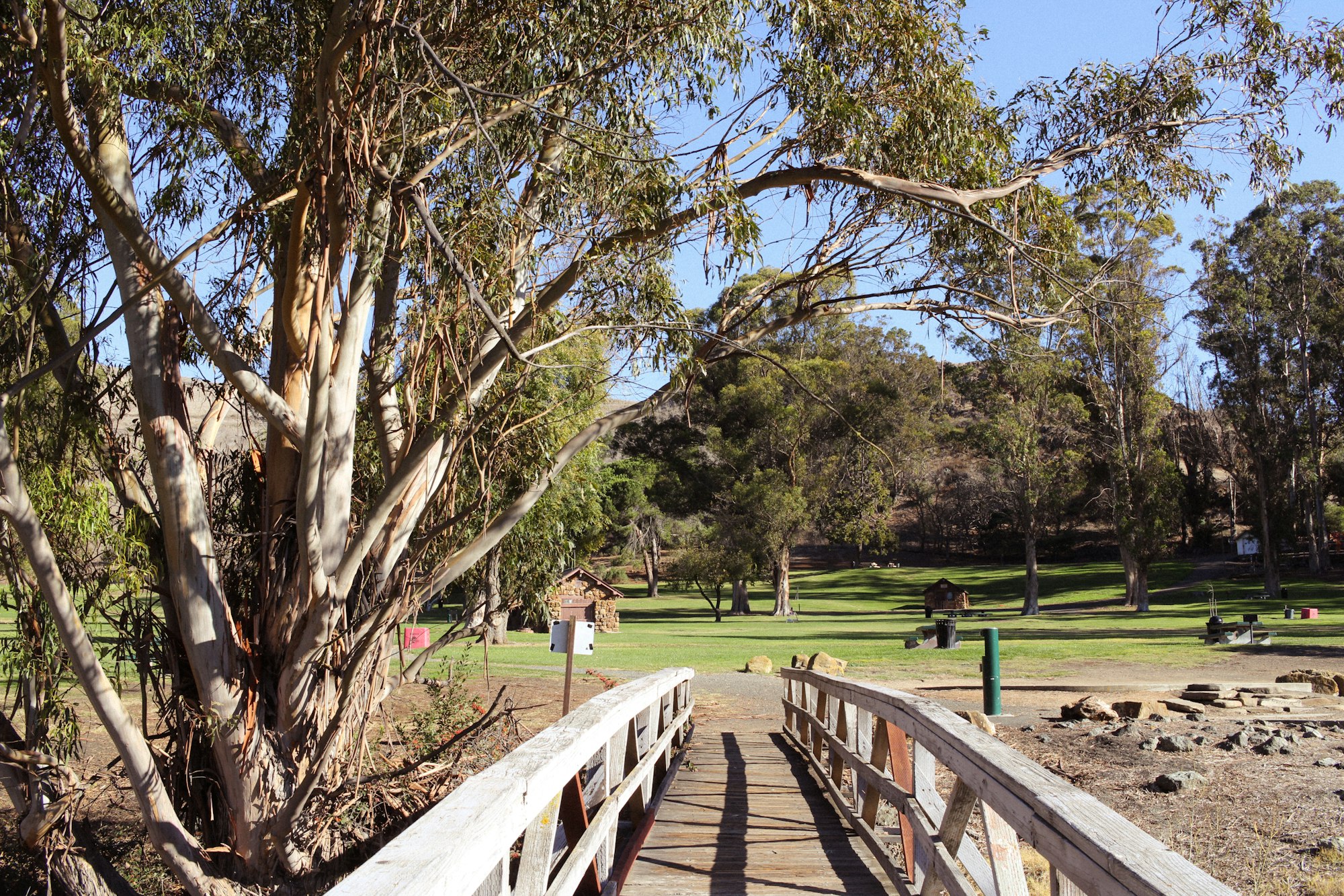A wooden bridge in the foreground with a eucalyptus tree on the left leading to a sunlit park with people and picnic tables.