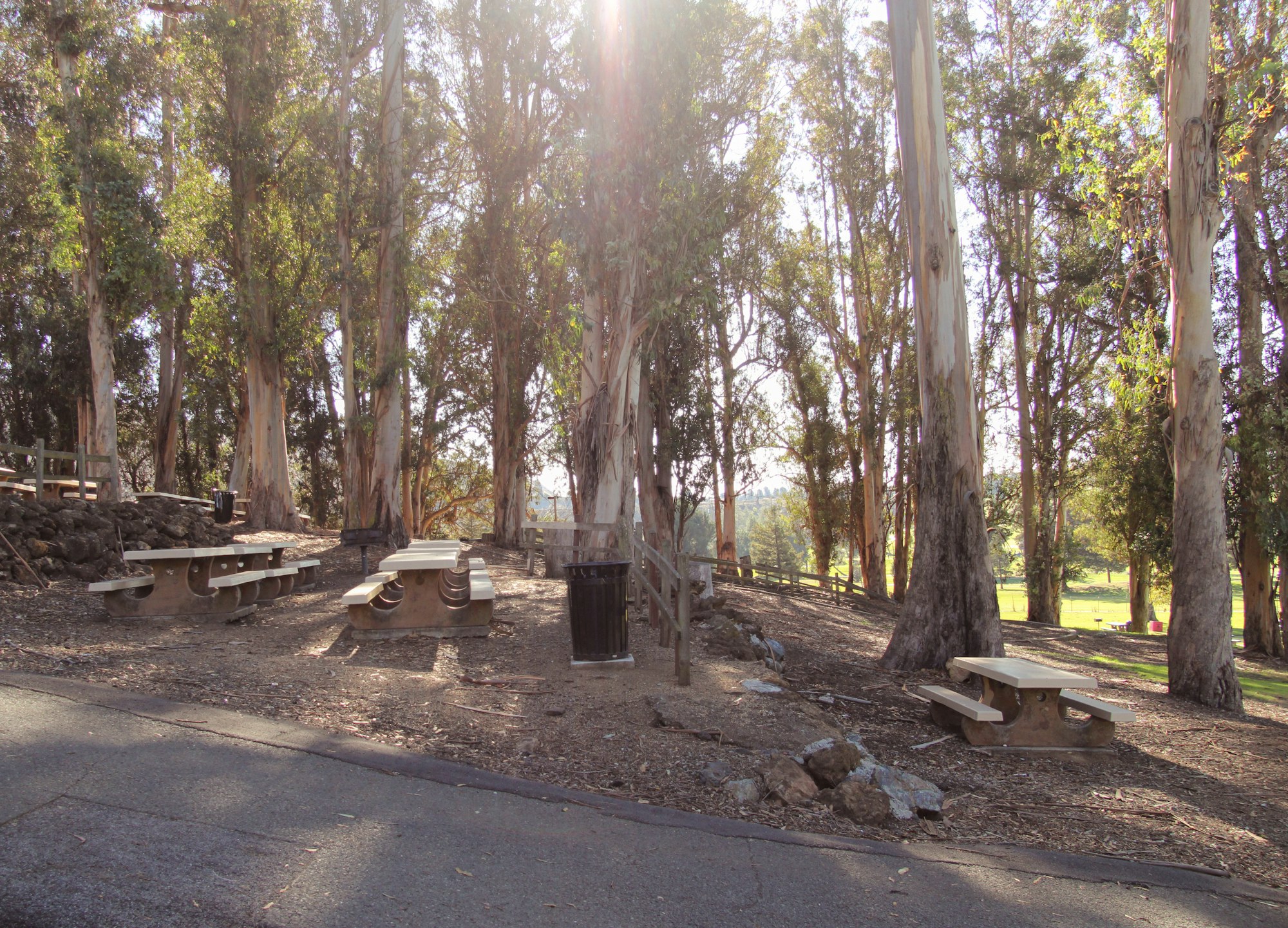 A sunlit park with picnic tables, eucalyptus trees, and a trash bin.