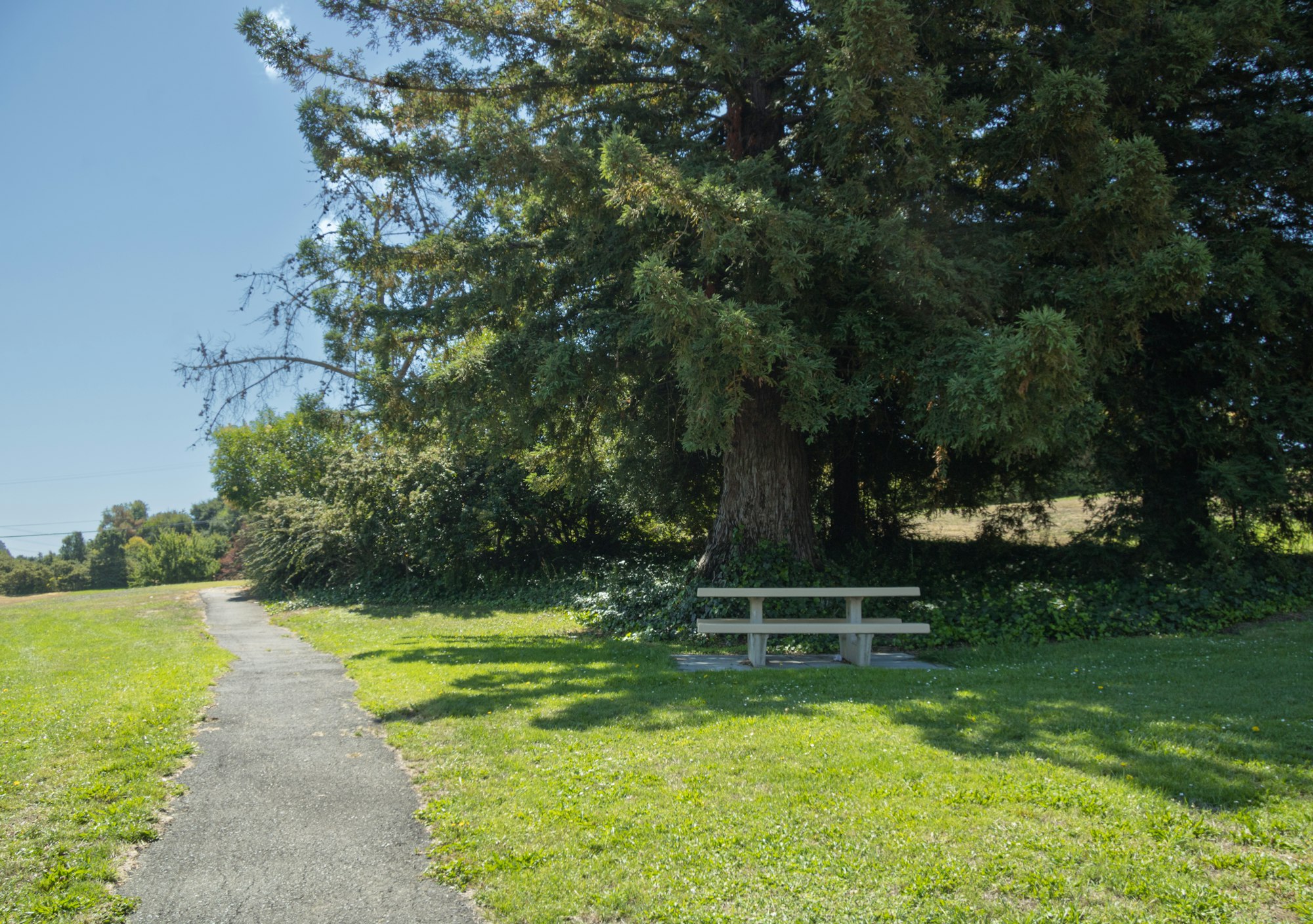 A park bench under a large tree next to a path on a sunny day.