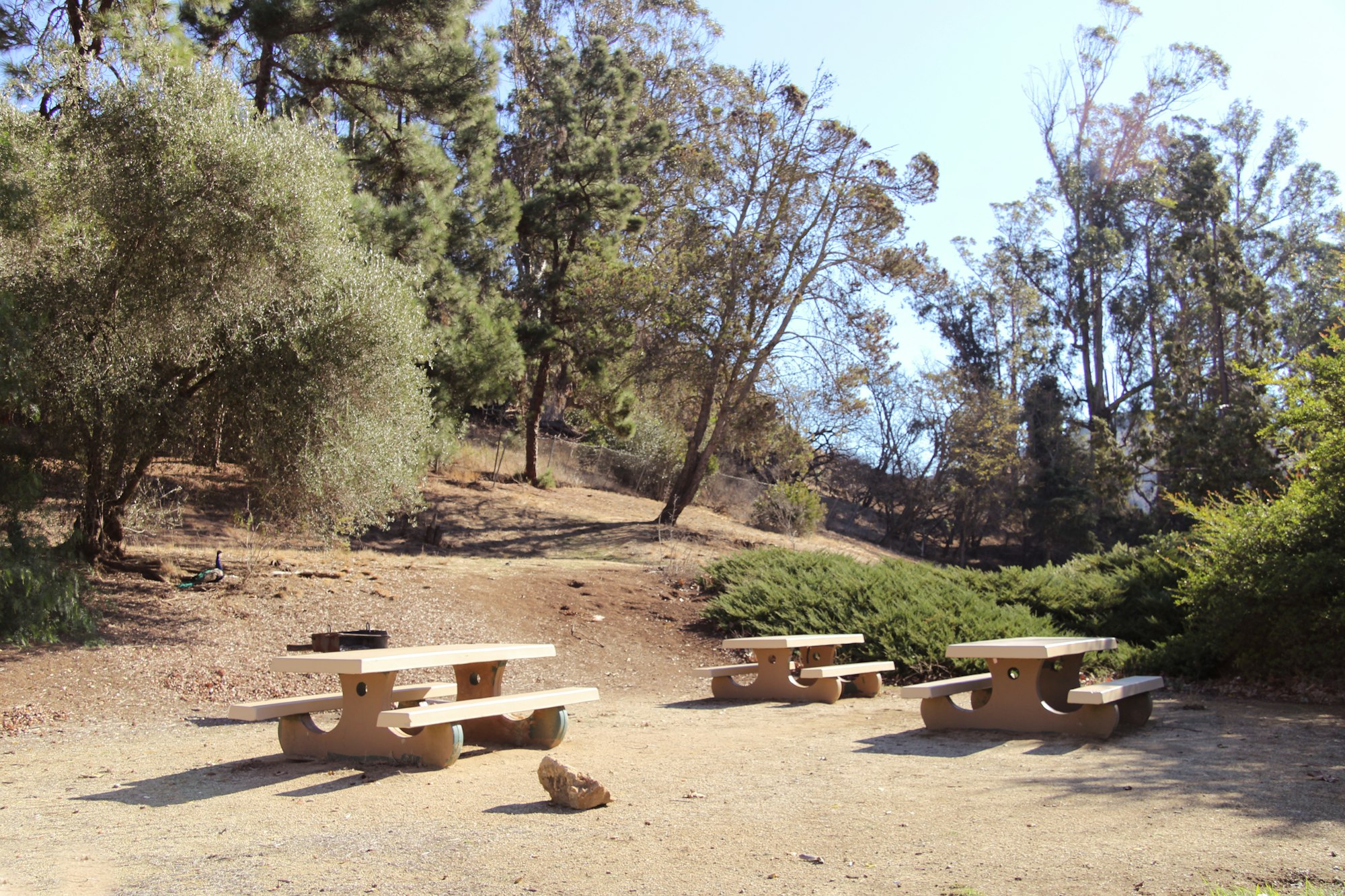 A sunny park scene with picnic tables, trees, and a walking path.