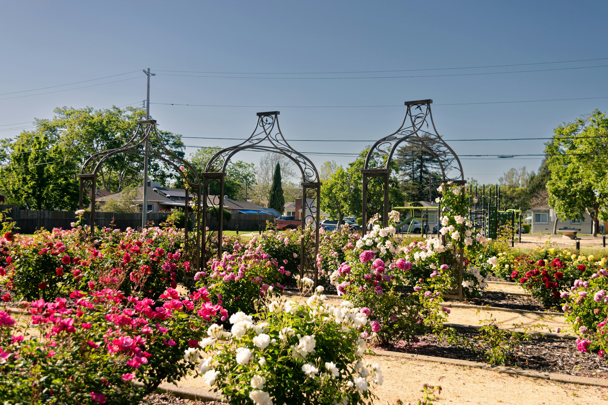 May contain: garden, nature, outdoors, arbour, flower, geranium, plant, grass, park, car, transportation, vehicle, arch, and architecture