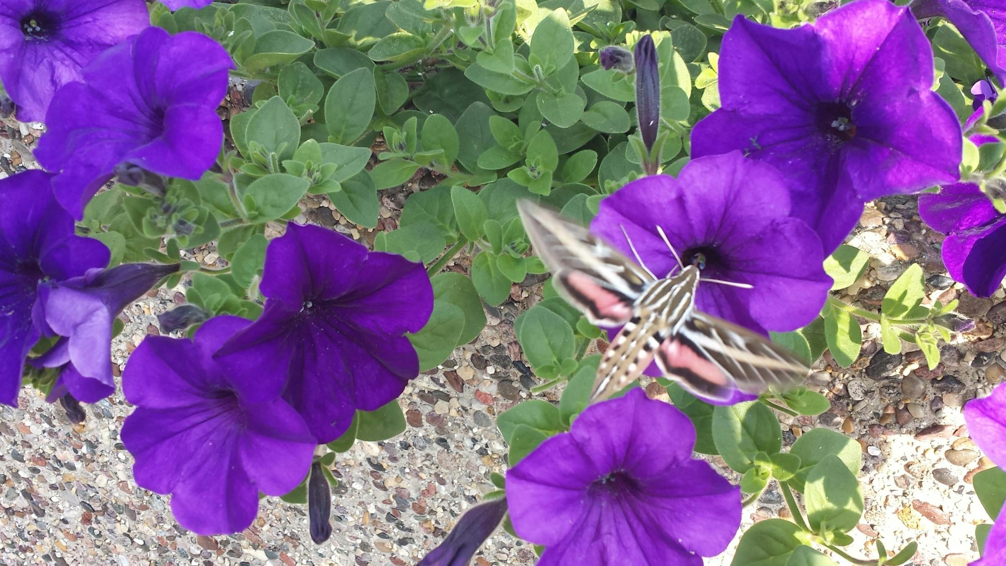 A moth visiting vibrant purple petunias.