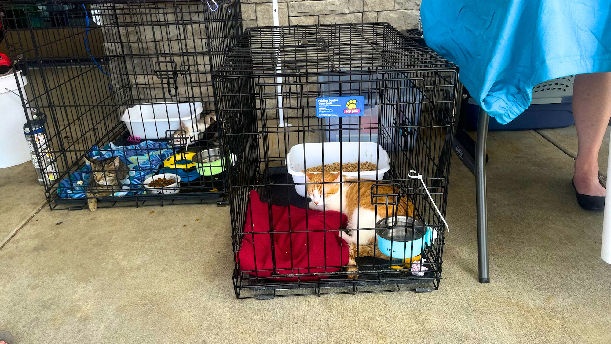 Two caged cats with food bowls and blankets, one lying and one sitting.