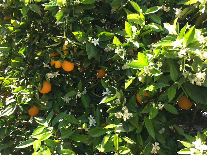 May contain: plant, fruit, food, citrus fruit, orange, and produce