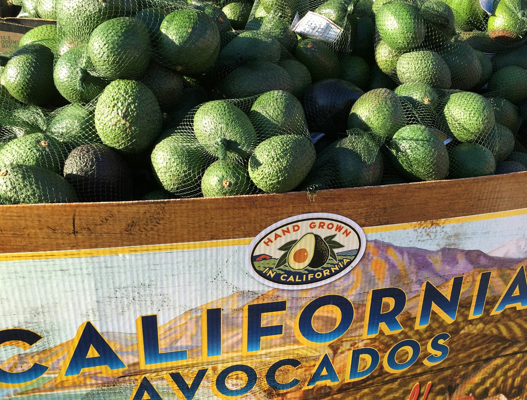 May contain: plant, food, fruit, and avocado