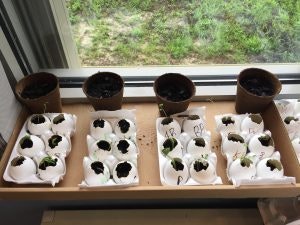 Eggs with soil inside
