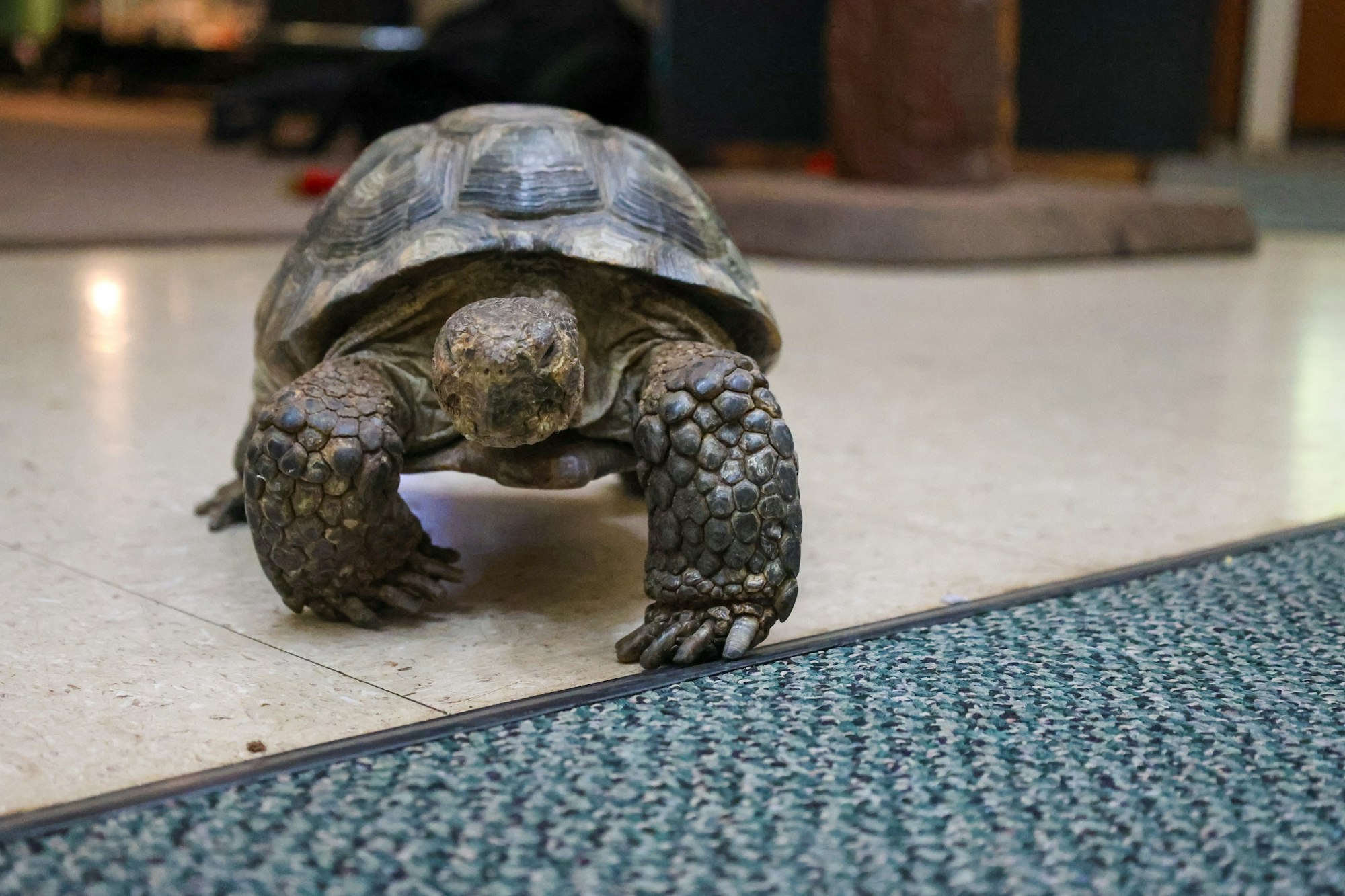 A tortoise is crossing a speckled floor indoors.