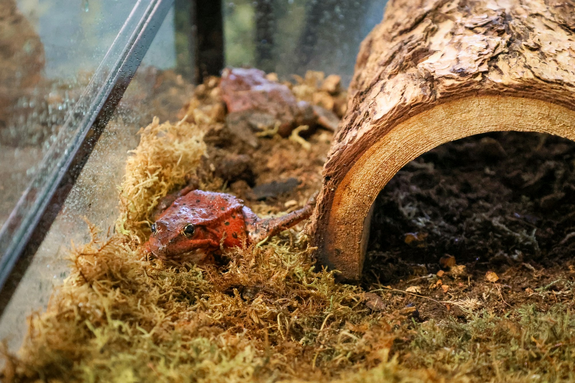 A red frog near a hollow log on a bed of moss inside an enclosure.