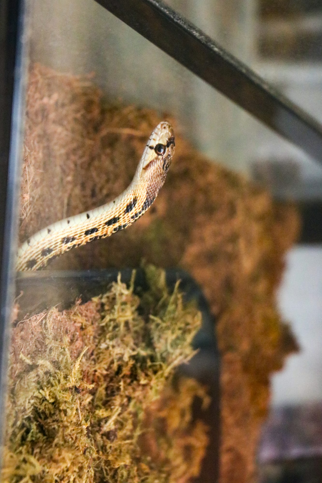 The image shows a snake inside a glass enclosure, resting on a bed of moss and substrate.