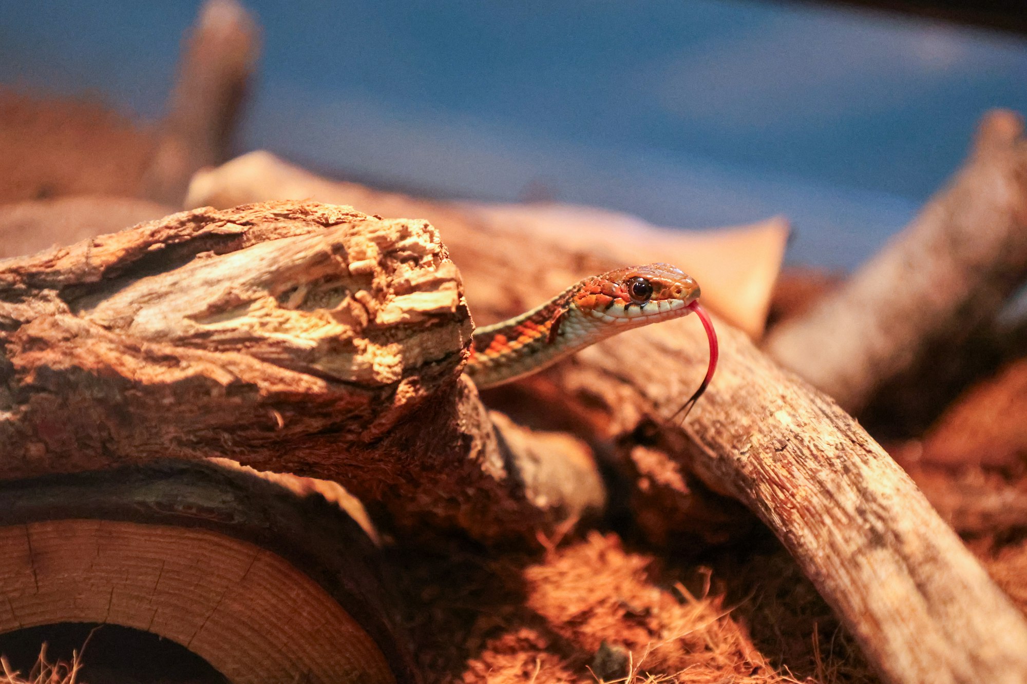 A snake on a log with its tongue out.
