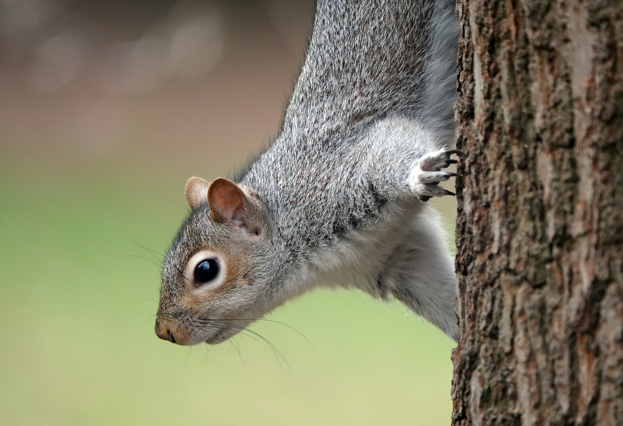 A squirrel climbing down a tree, captured up close with a blurred green background.