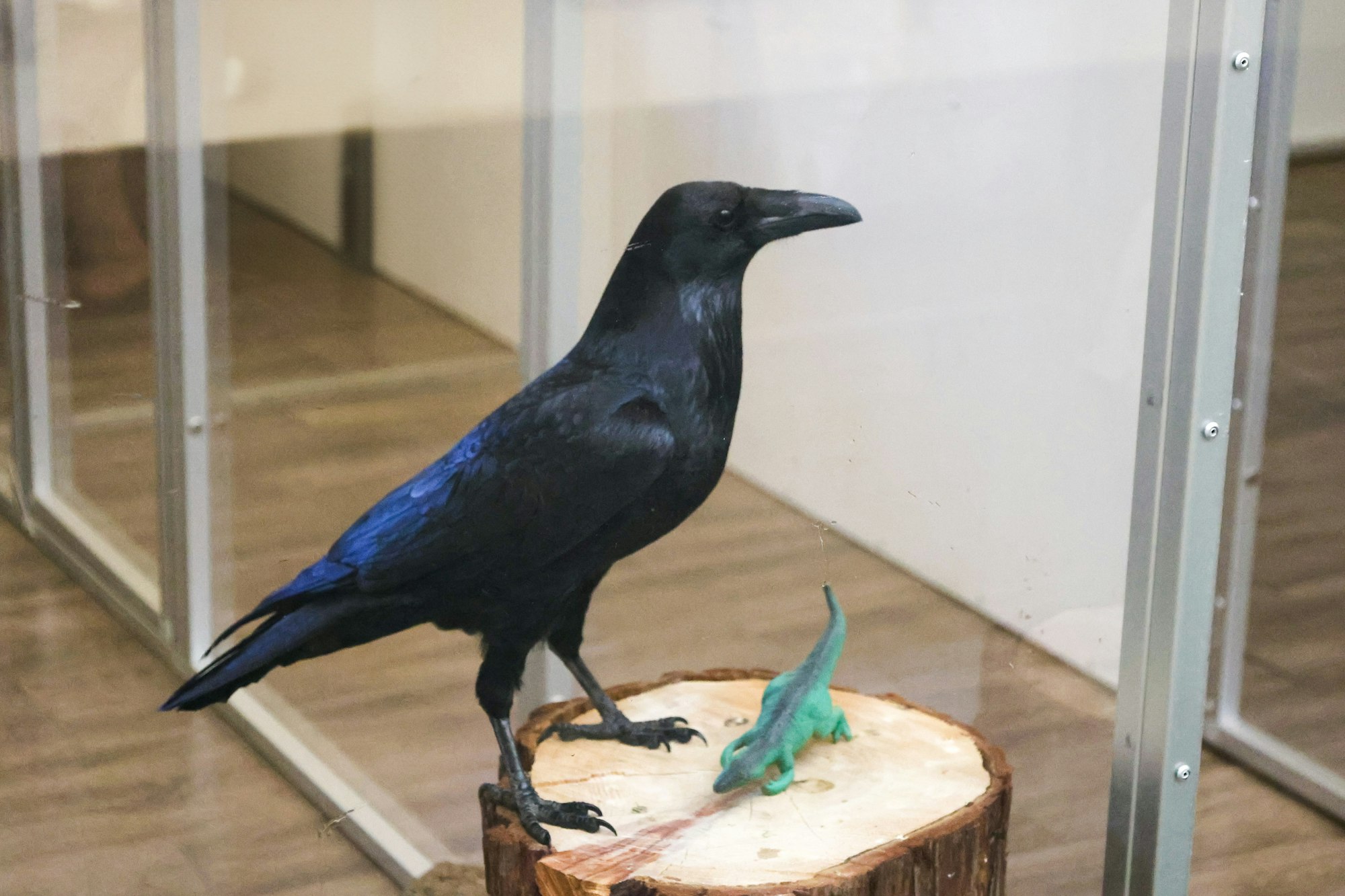A black raven stands on a wooden stump next to a small green dinosaur toy, inside a glass display case.