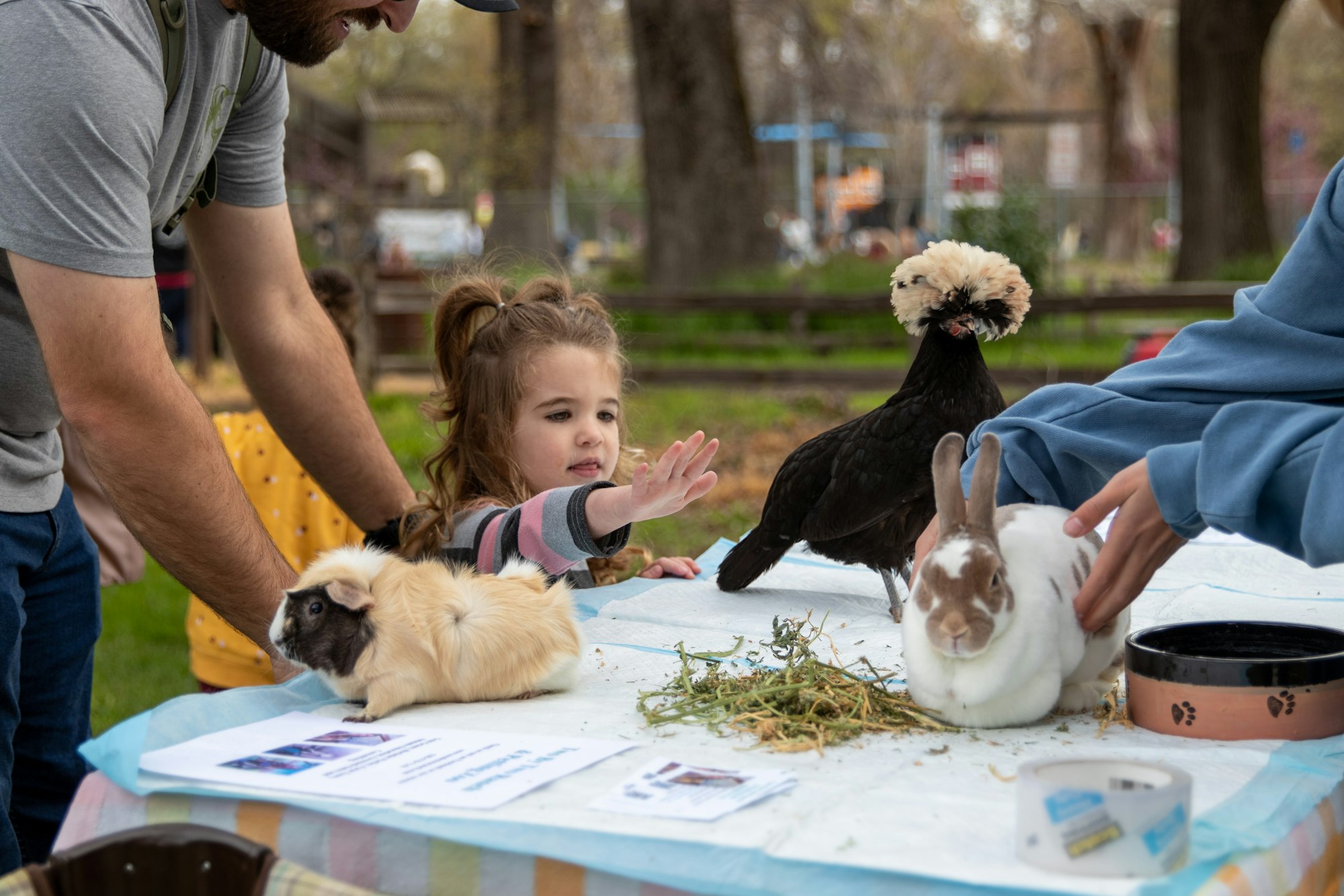 A child interacts with animals on a table: a guinea pig, a rabbit, and a chicken, with adults supervising.