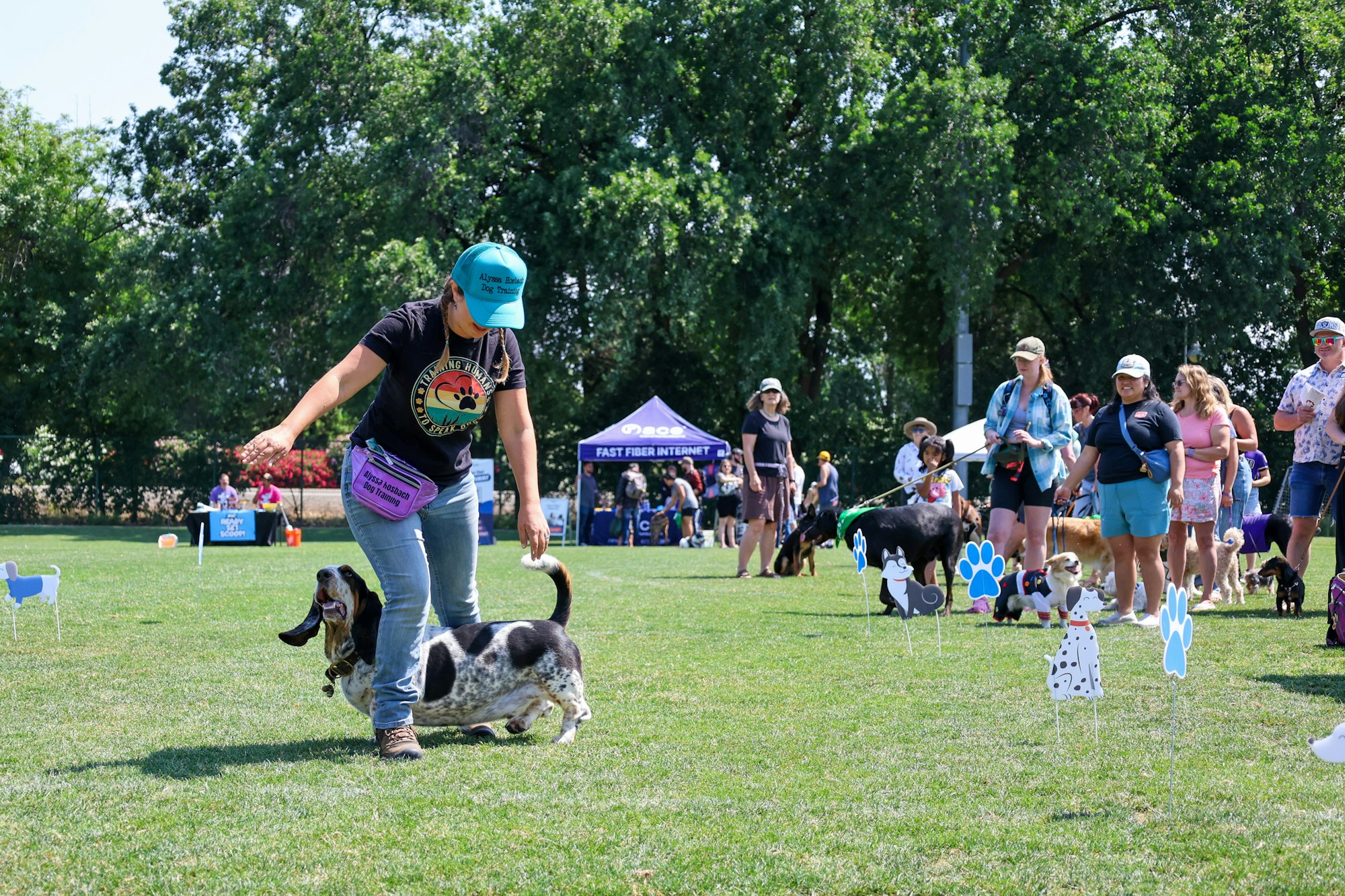 A person walking a basset hound at an outdoor dog event with several people and dogs in the background.
