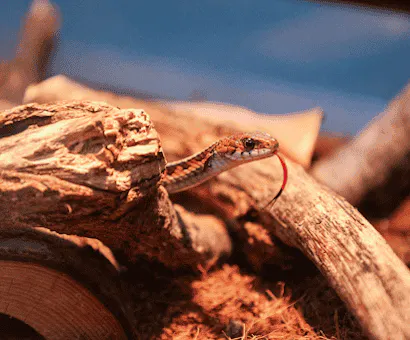 A snake peering over a log, tongue flicking out, in a warm-hued enclosure.
