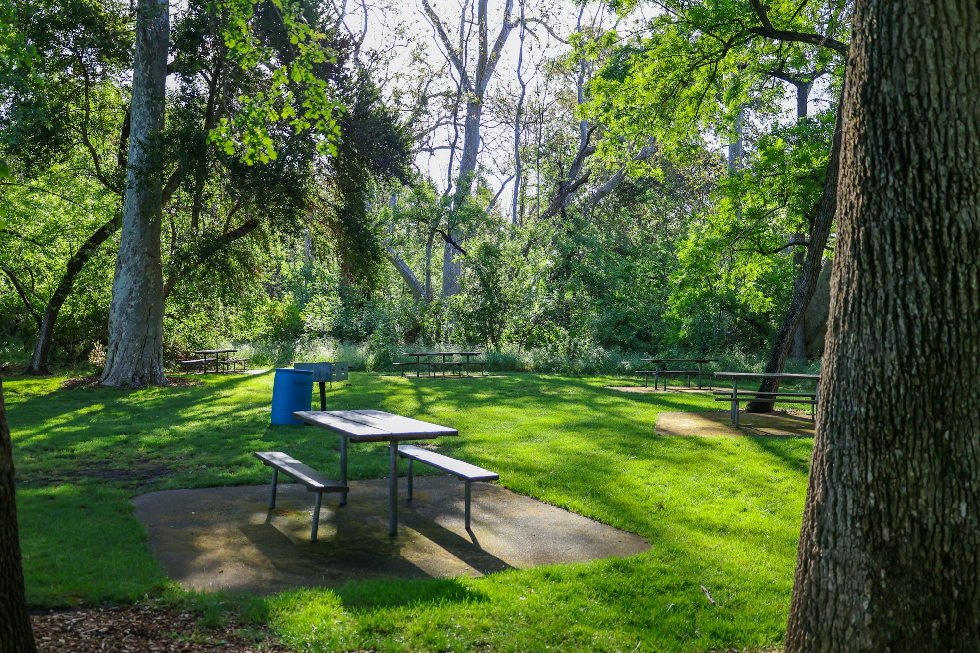 Sunny park scene with picnic tables, trash can, green grass, and trees.