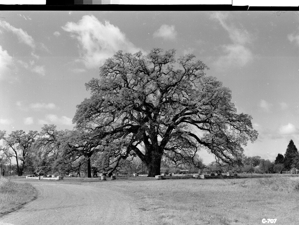 A large tree in a park with a winding dirt path and small structures around it, under a partly cloudy sky.