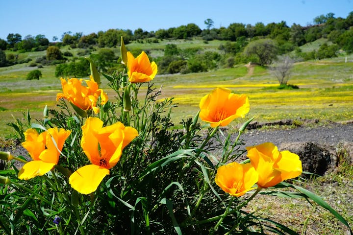 A cluster of vibrant yellow flowers blooming in a green landscape under a clear blue sky.