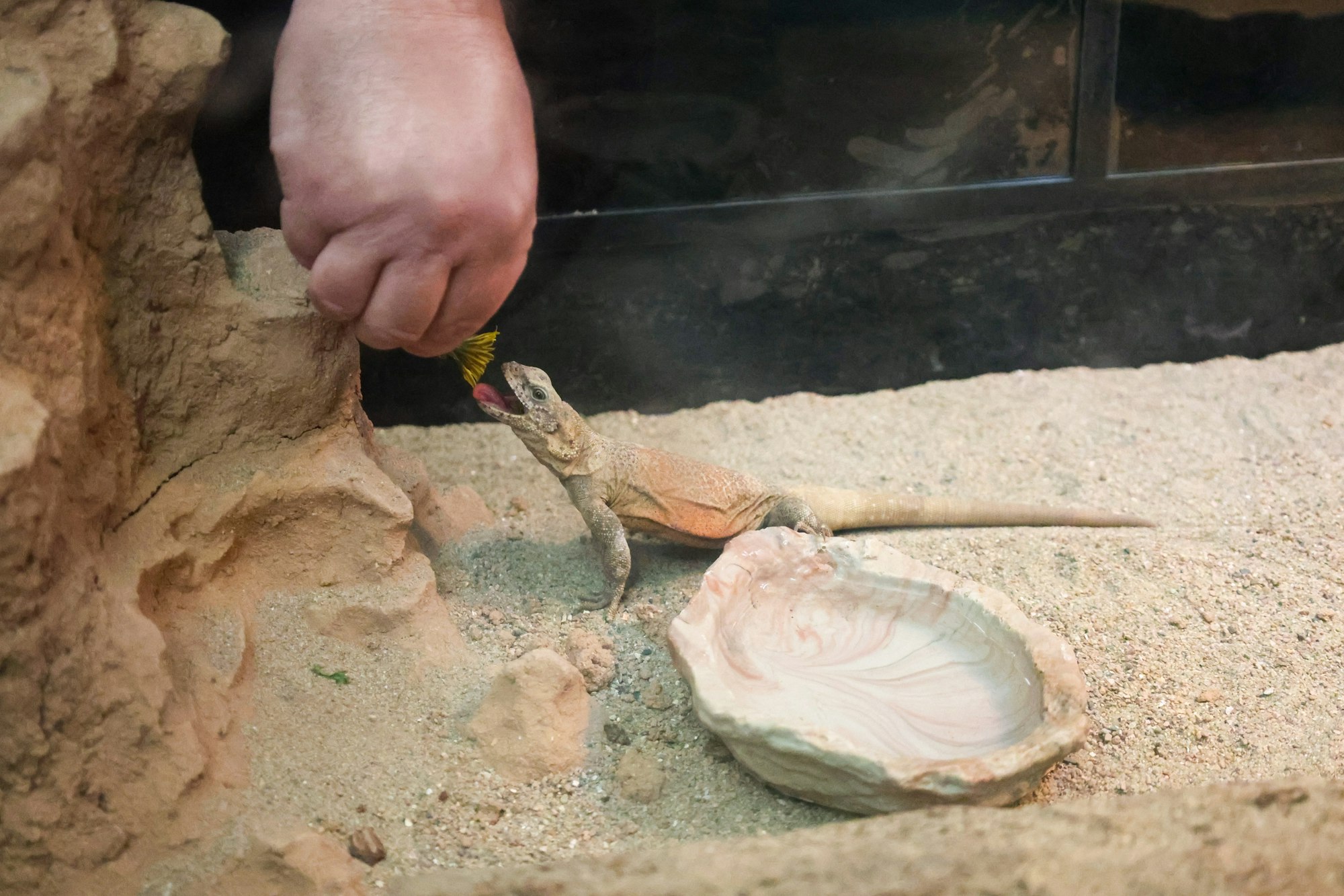 A person is feeding a lizard in a sandy environment, with a shallow dish nearby. The lizard appears eager for food.