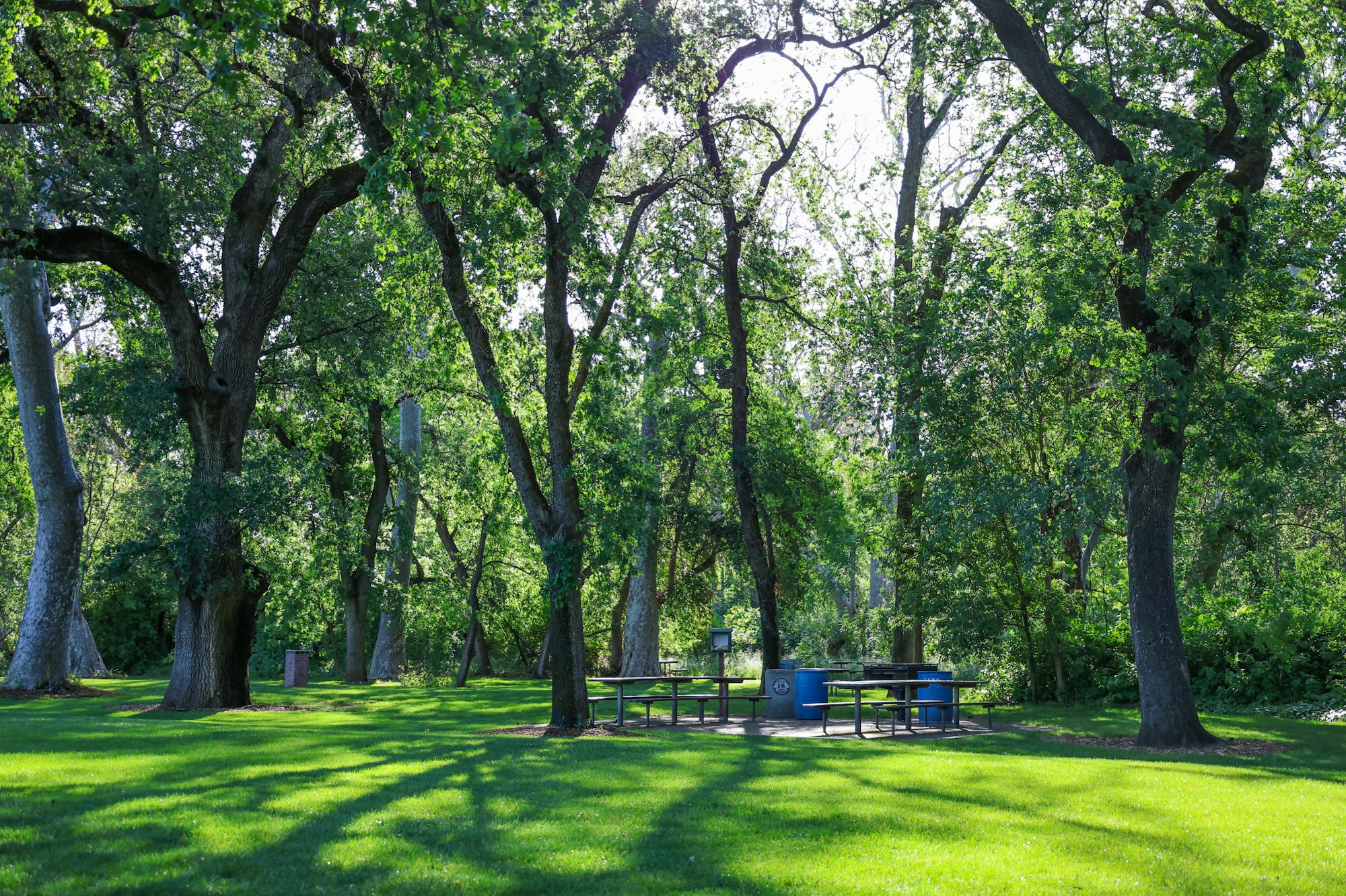 A serene park scene with green trees, picnic tables, and dappled sunlight.