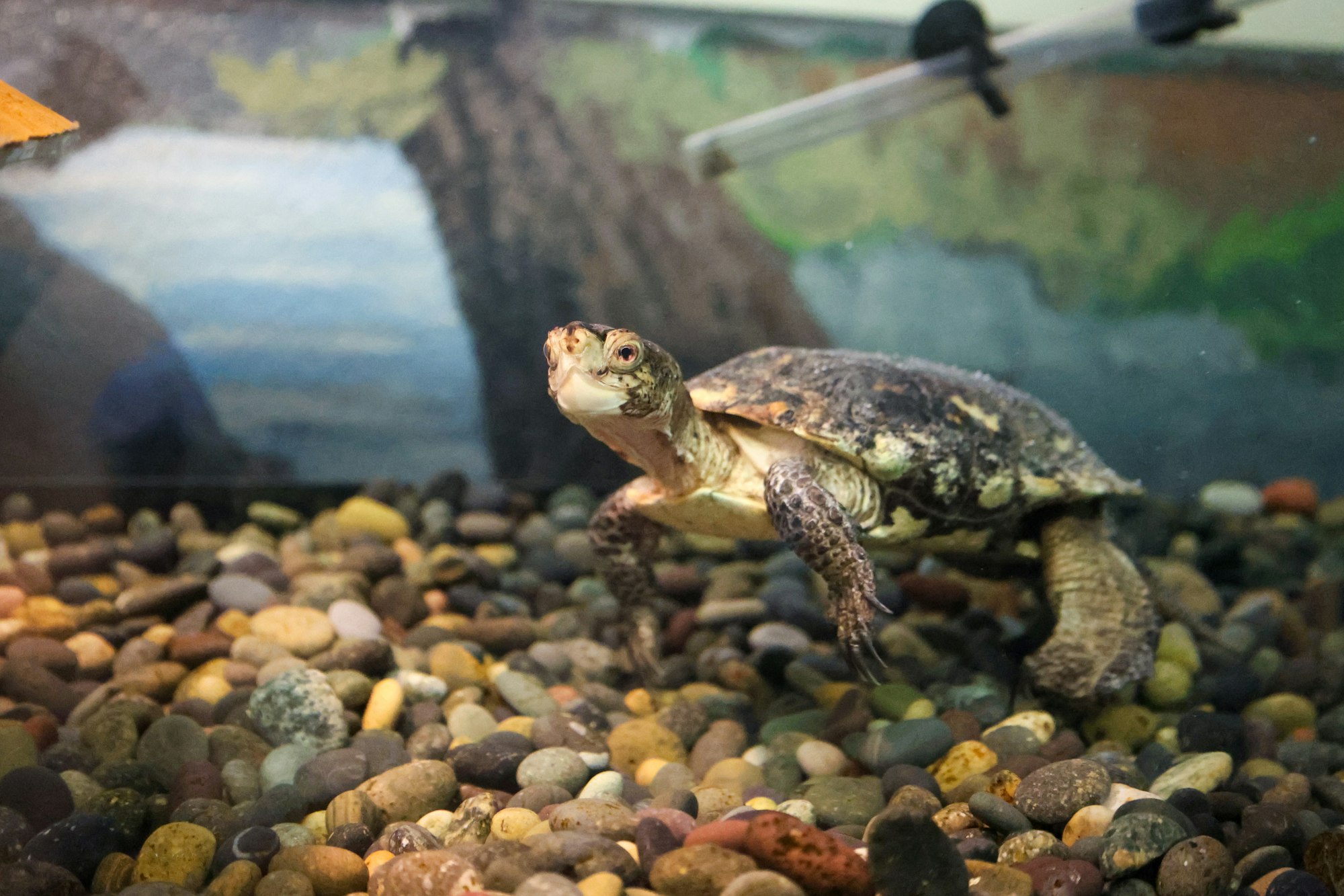 A turtle on pebbles inside an aquarium.
