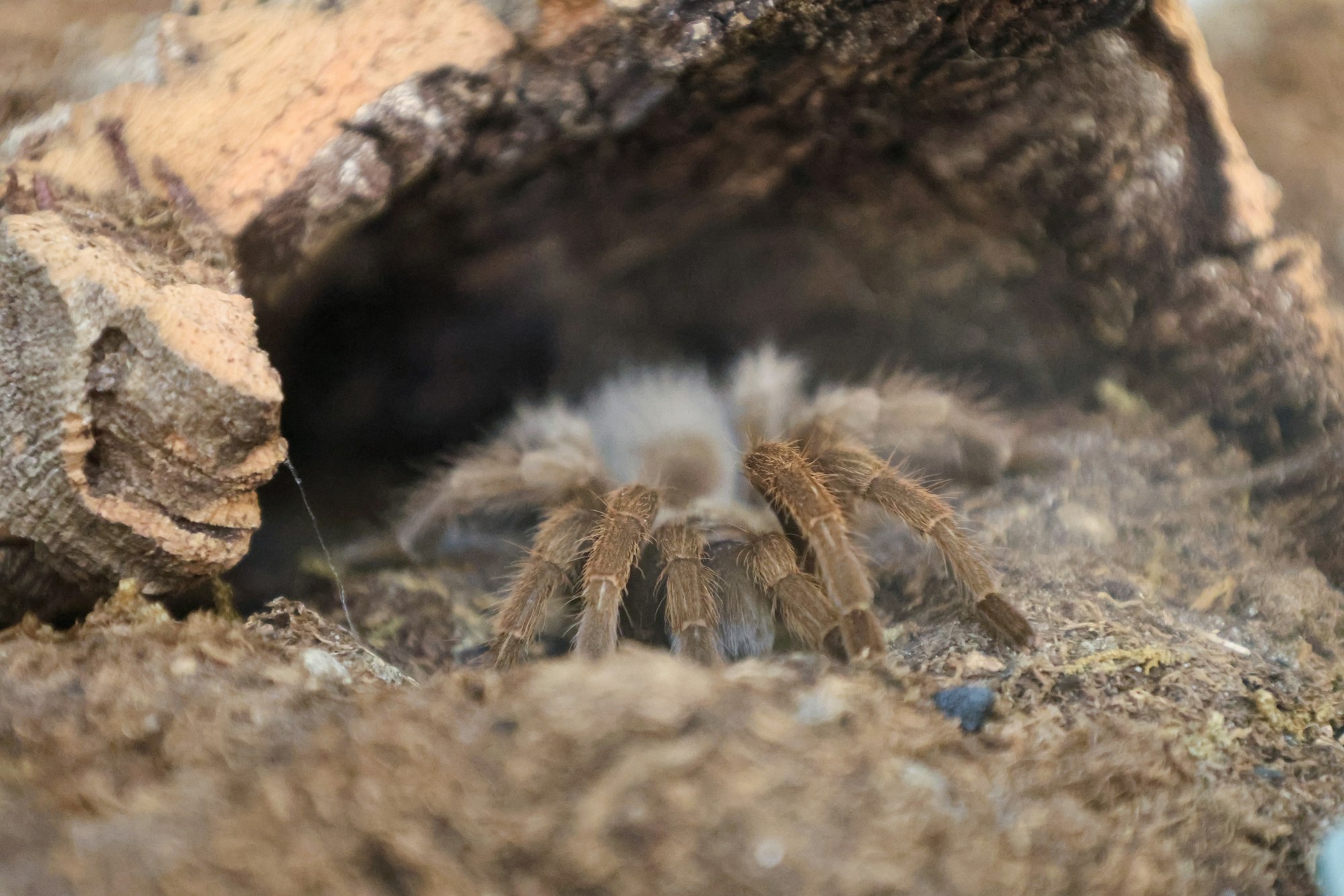 A tarantula peeking out from a hiding spot.