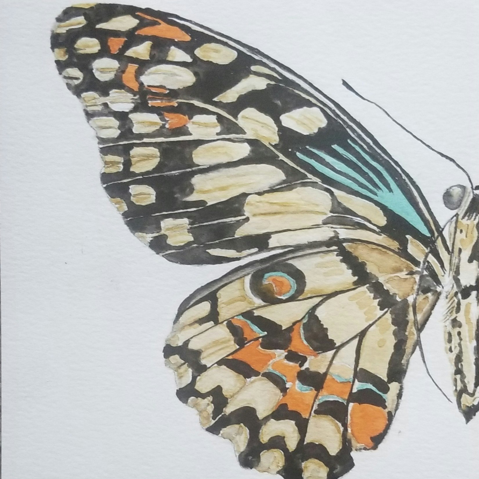 A beautifully detailed illustration of a butterfly wing showcasing intricate patterns in black, orange, and turquoise.