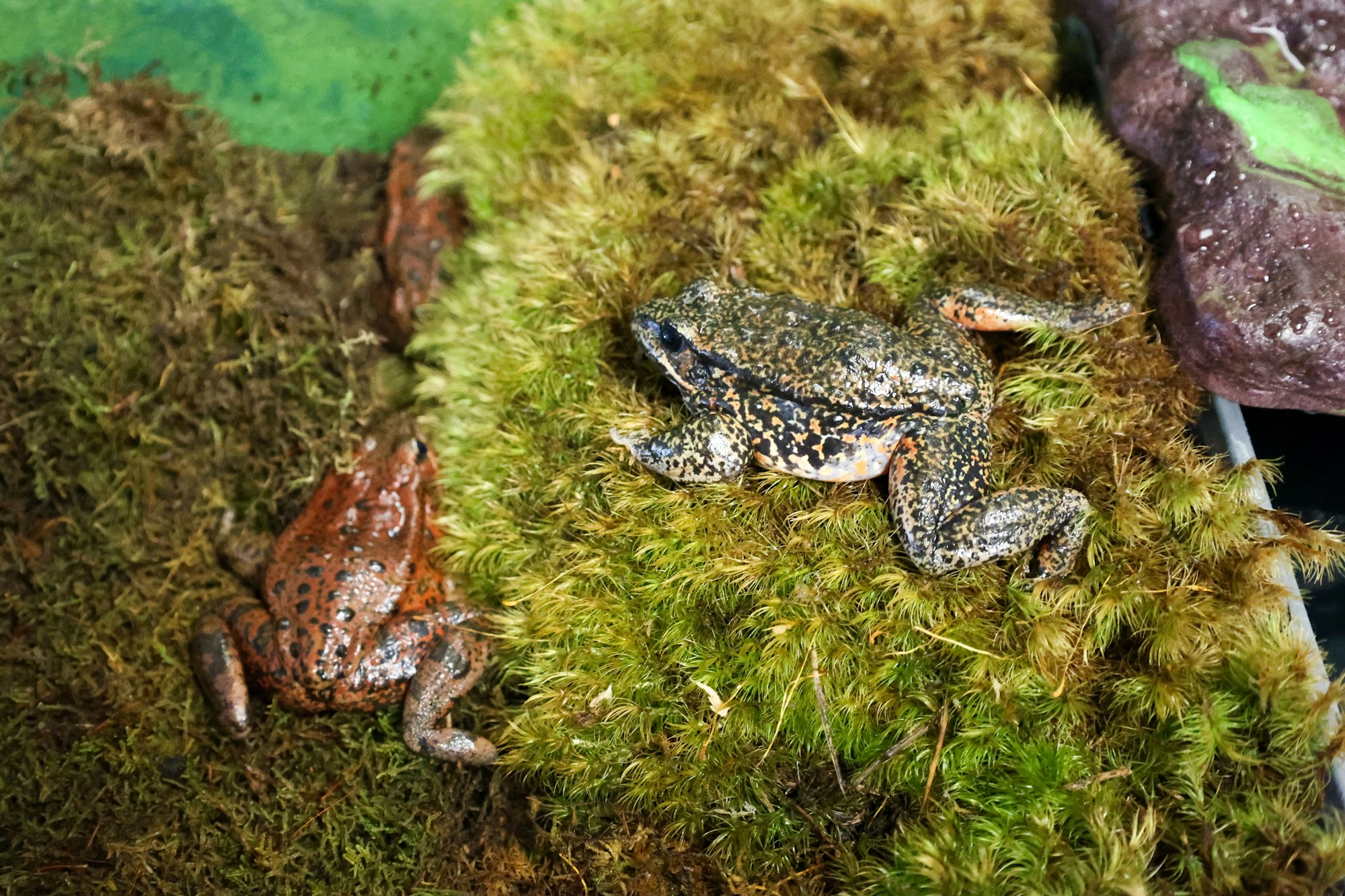 Two frogs on moss, one brownish-red, the other speckled, against a natural backdrop.