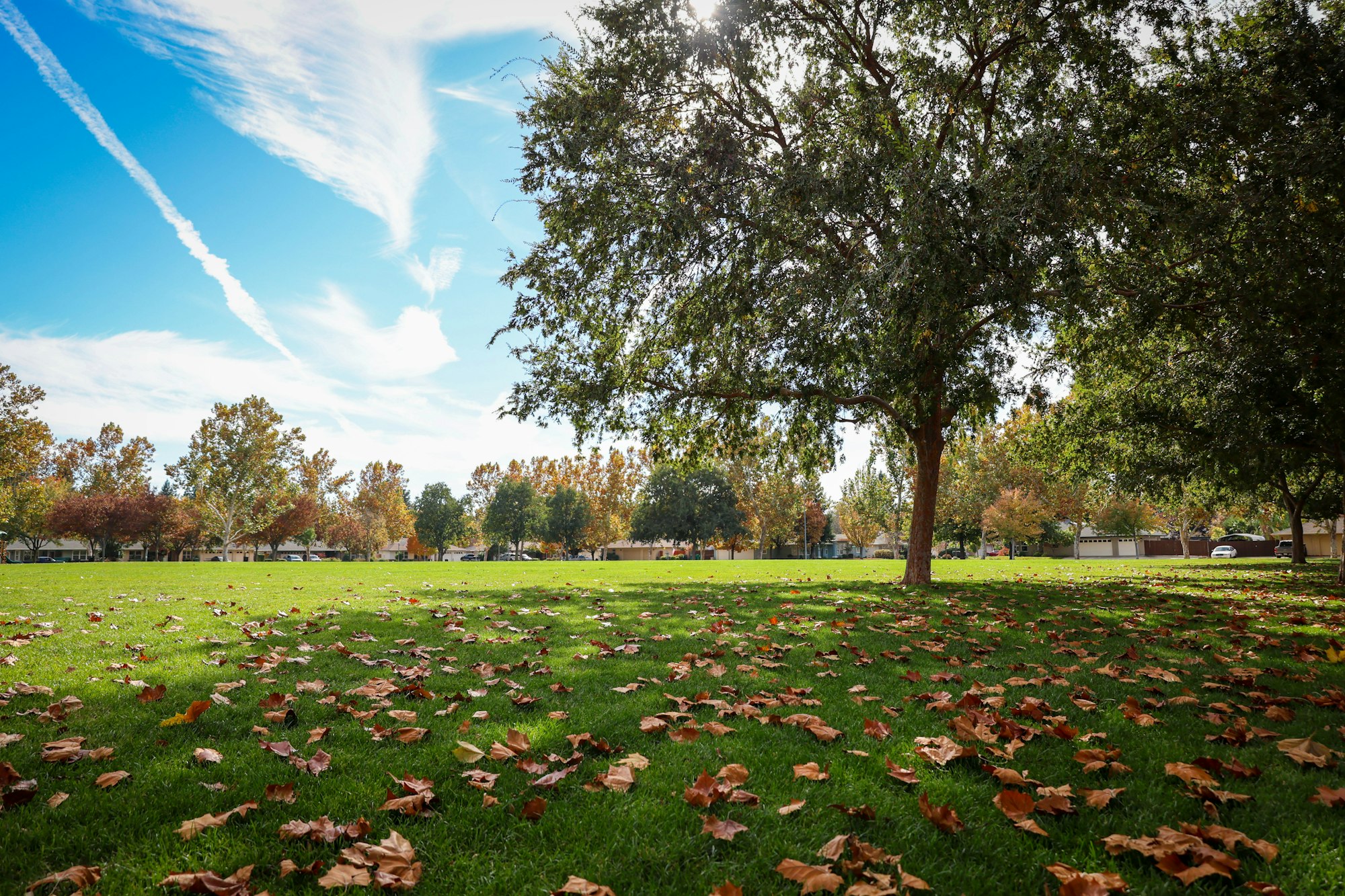 A peaceful park scene with green grass, fallen autumn leaves, and blue skies dotted with clouds and sunlight.