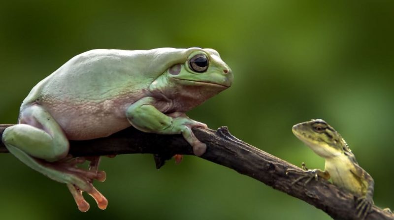 May contain: lizard, reptile, animal, frog, amphibian, wildlife, and tree frog