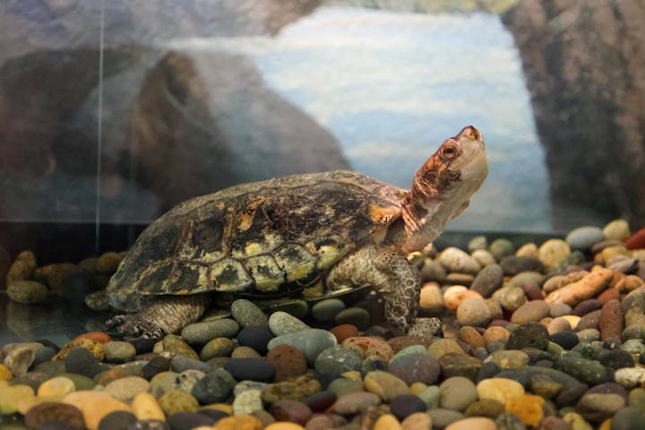 A turtle with a textured shell is resting on a bed of assorted pebbles in an enclosure.