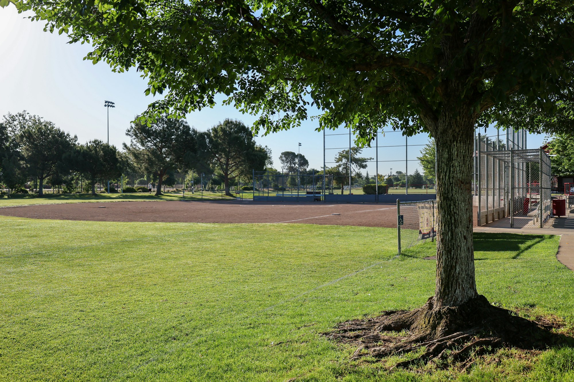 A baseball field with a backstop, benches, and lights, surrounded by grass and trees on a sunny day.