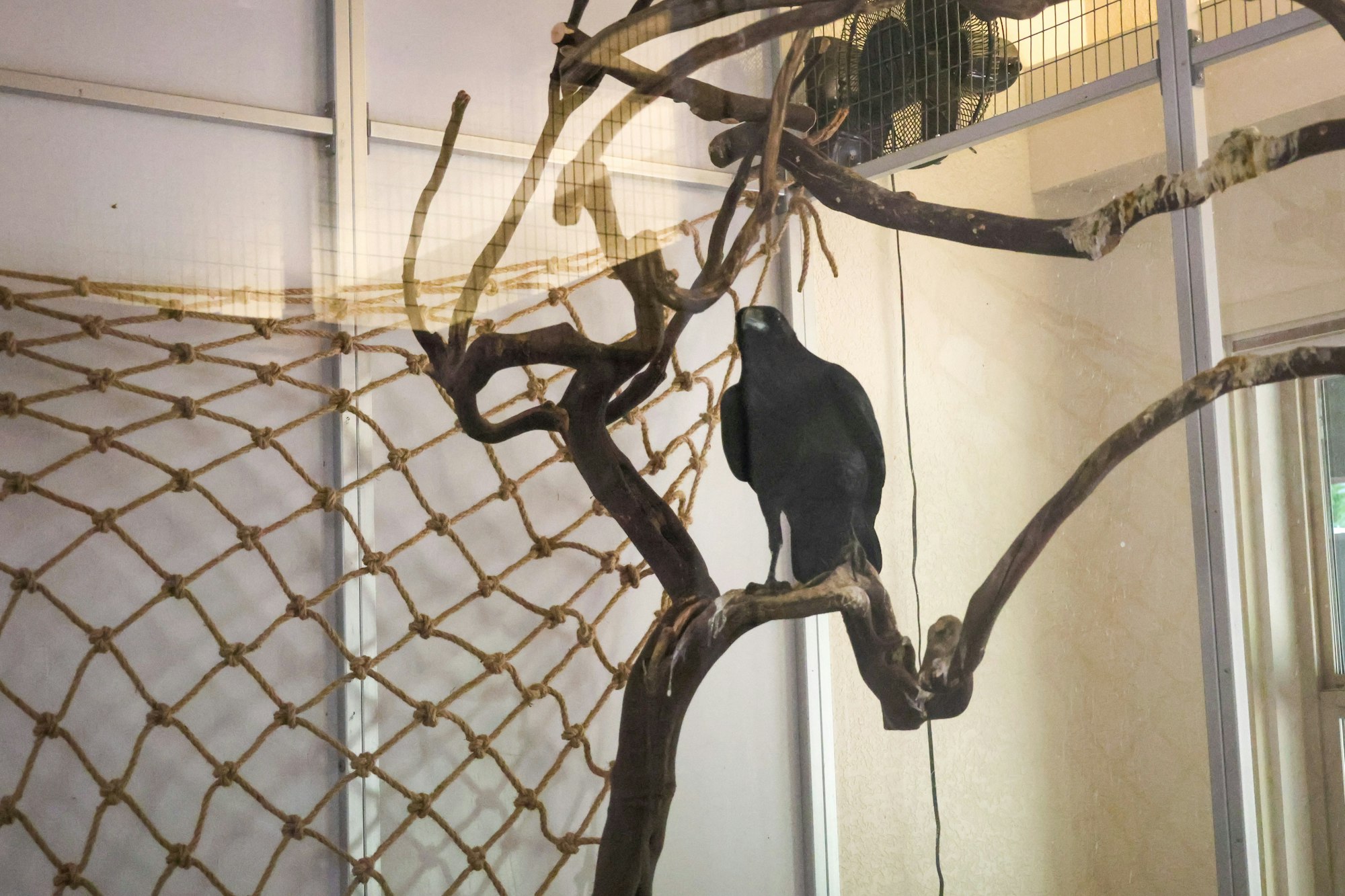 A black bird perched on a branch inside an enclosure with a rope net and a fan.